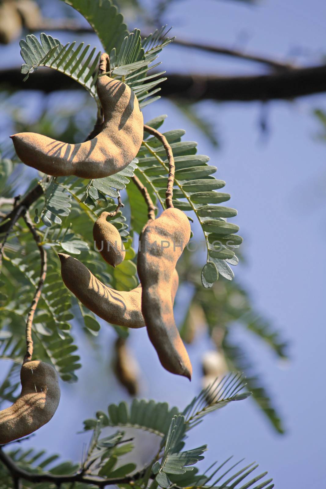 Tamarind, Tamarindus indica by yands