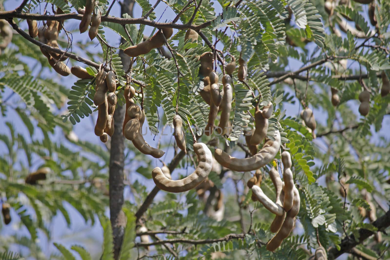 Tamarind, Tamarindus indica. The tamarind tree produces edible, pod-like fruit which are used extensively in cuisines around the world. Other uses include traditional medicine and metal polish. The wood can be used in carpentry. Because of the tamarind's many uses, cultivation has spread around the world in tropical and subtropical zones.