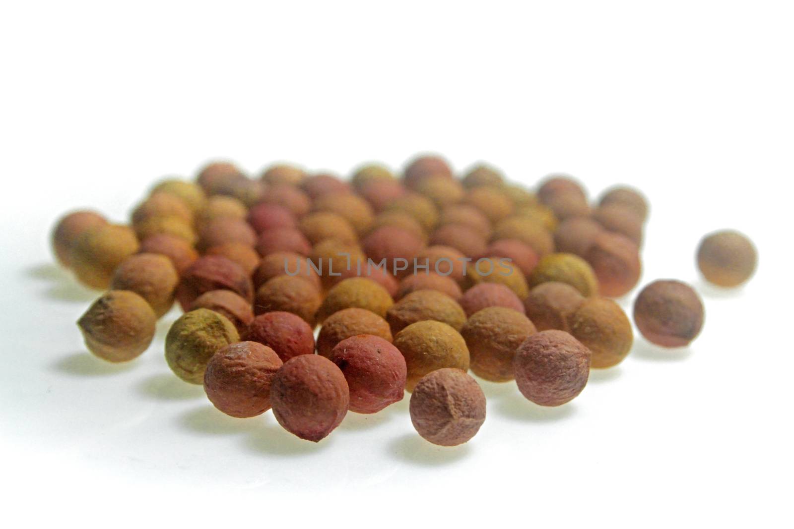 Seeds of sandalwood tree. Santalum spicatum, Australian sandalwood is a tree traded as sandalwood, and its valuable oil has been used as an aromatic, a medicine, and a food source. S. spicatum is one of four high-value Santalum species.