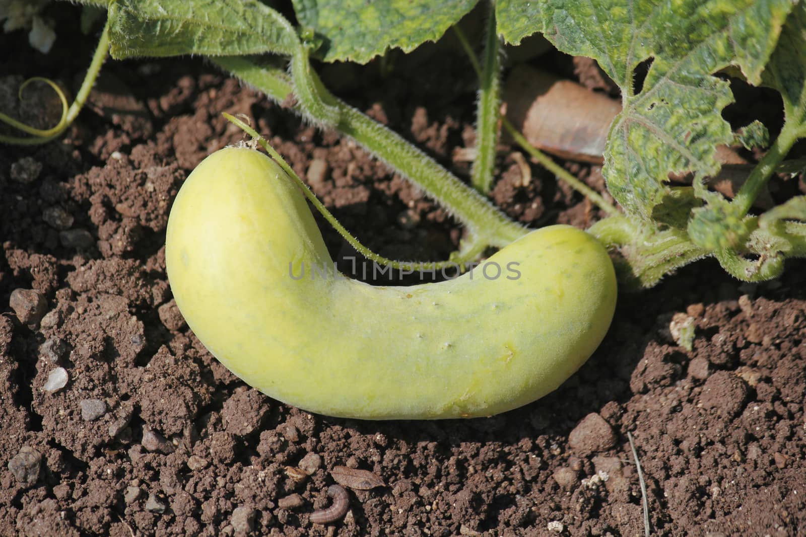 Cucumber, Cucumis sativus  is a widely cultivated plant in the gourd family Cucurbitaceae. It is a creeping vine that bears cylindrical fruits that are used as culinary vegetables