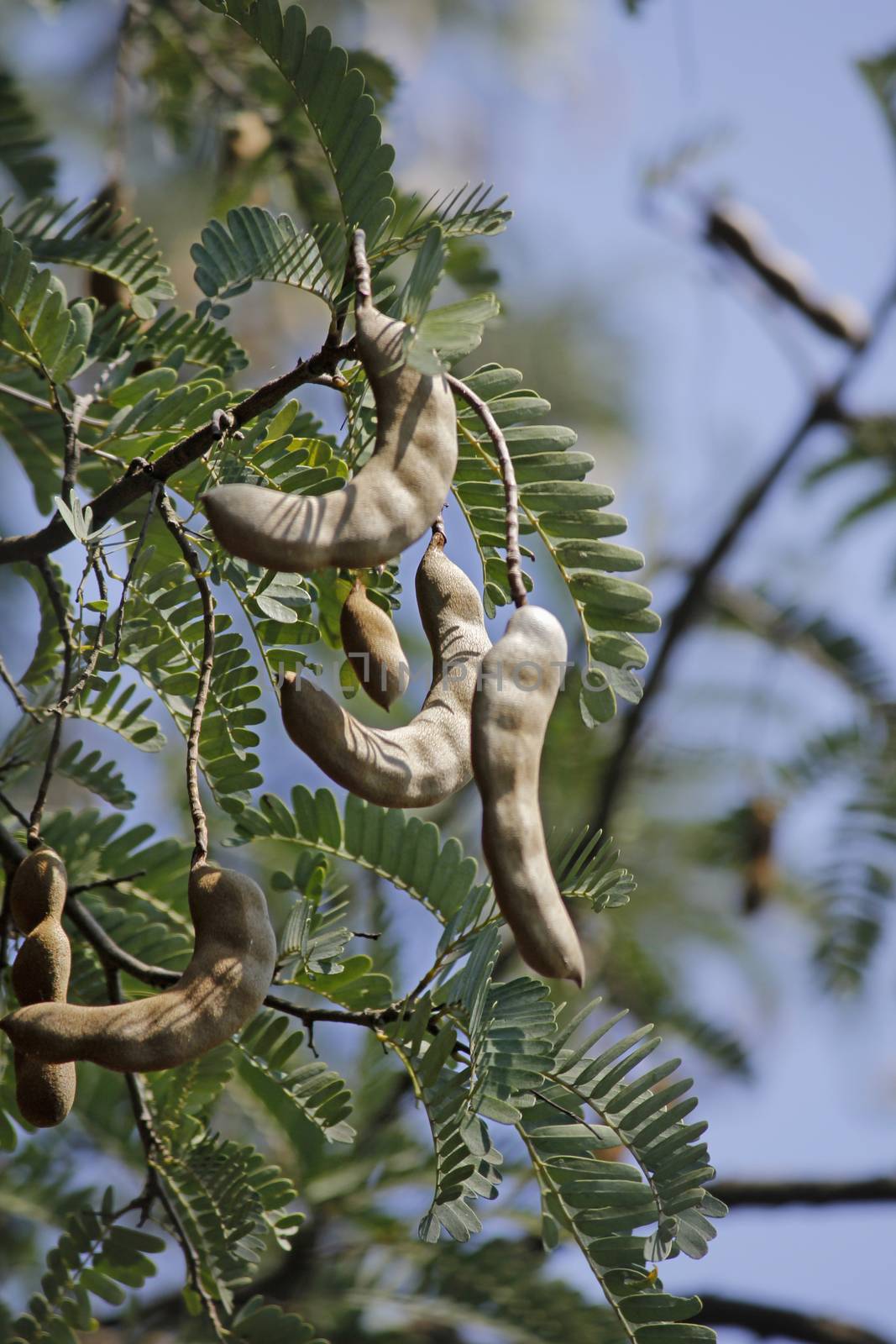 Tamarind, Tamarindus indica. The tamarind tree produces edible, pod-like fruit which are used extensively in cuisines around the world. Other uses include traditional medicine and metal polish. The wood can be used in carpentry. Because of the tamarind's many uses, cultivation has spread around the world in tropical and subtropical zones.