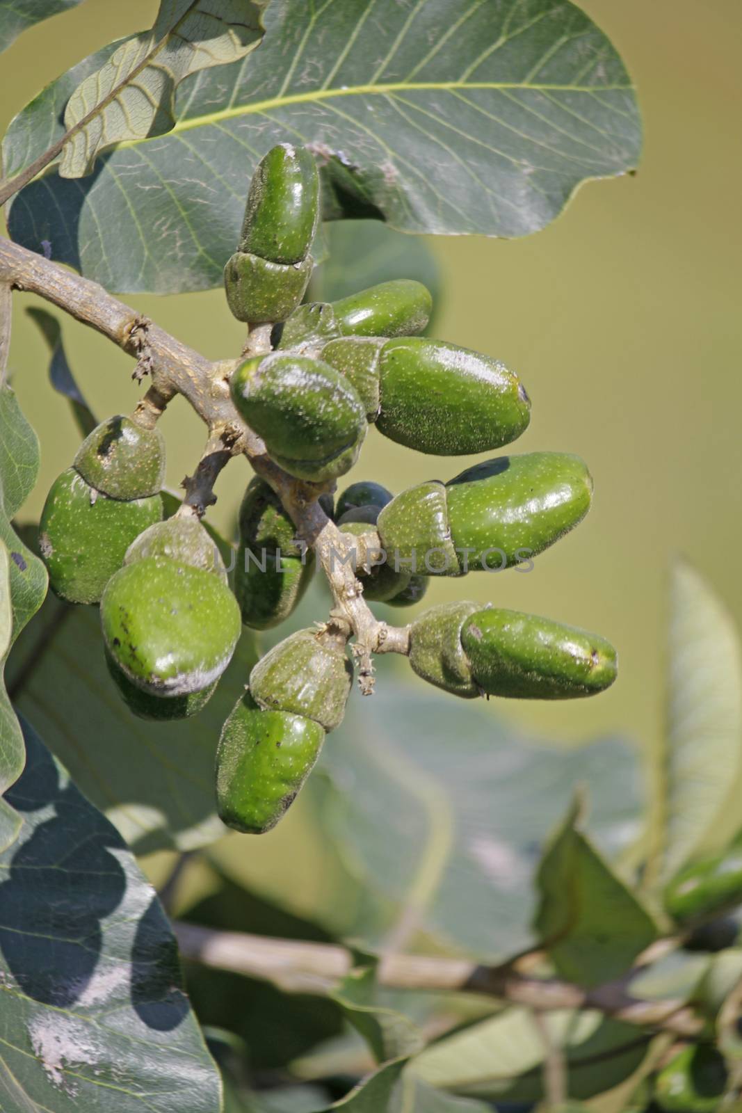 Fruits of Semecarpus anacardium. It is a deciduous tree. The nut is ovoid and smooth lustrous black. In Ayurveda, the fruit is considered a rasayana for longevity and rejuvenation.