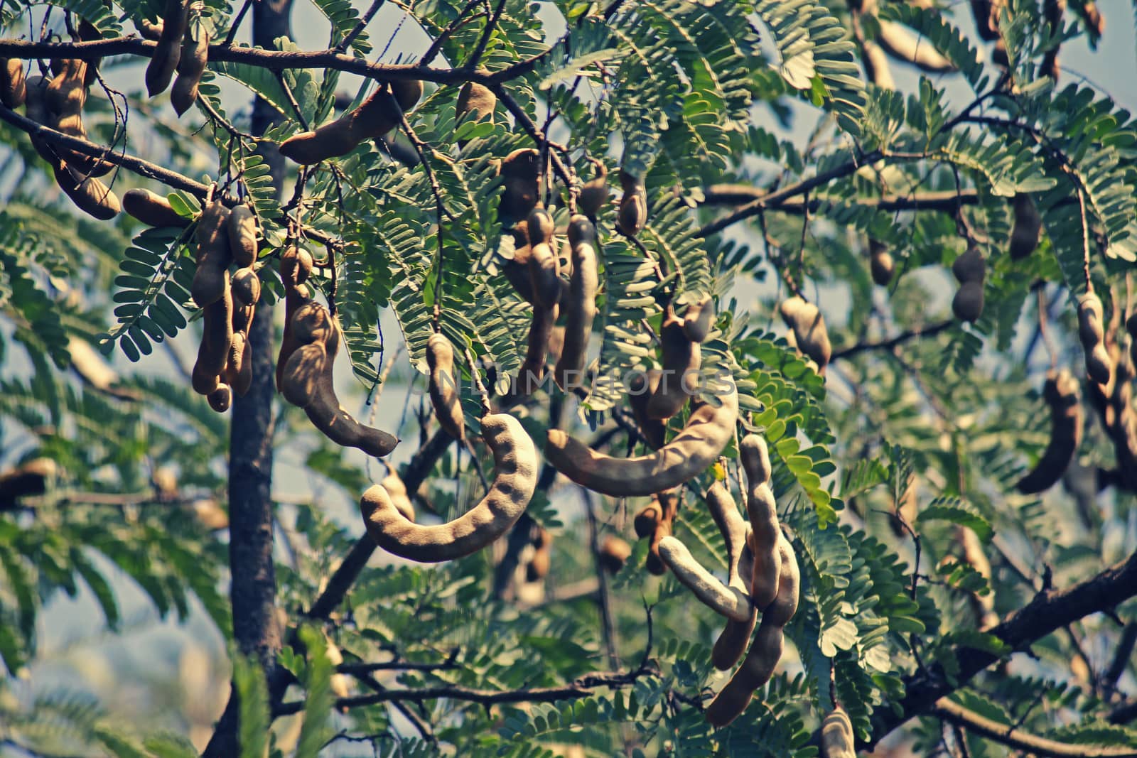 Tamarind, Tamarindus indica. The tamarind tree produces edible, pod-like fruit which are used extensively in cuisines around the world. Other uses include traditional medicine and metal polish. The wood can be used in carpentry. Because of the tamarind's many uses, cultivation has spread around the world in tropical and subtropical zones.