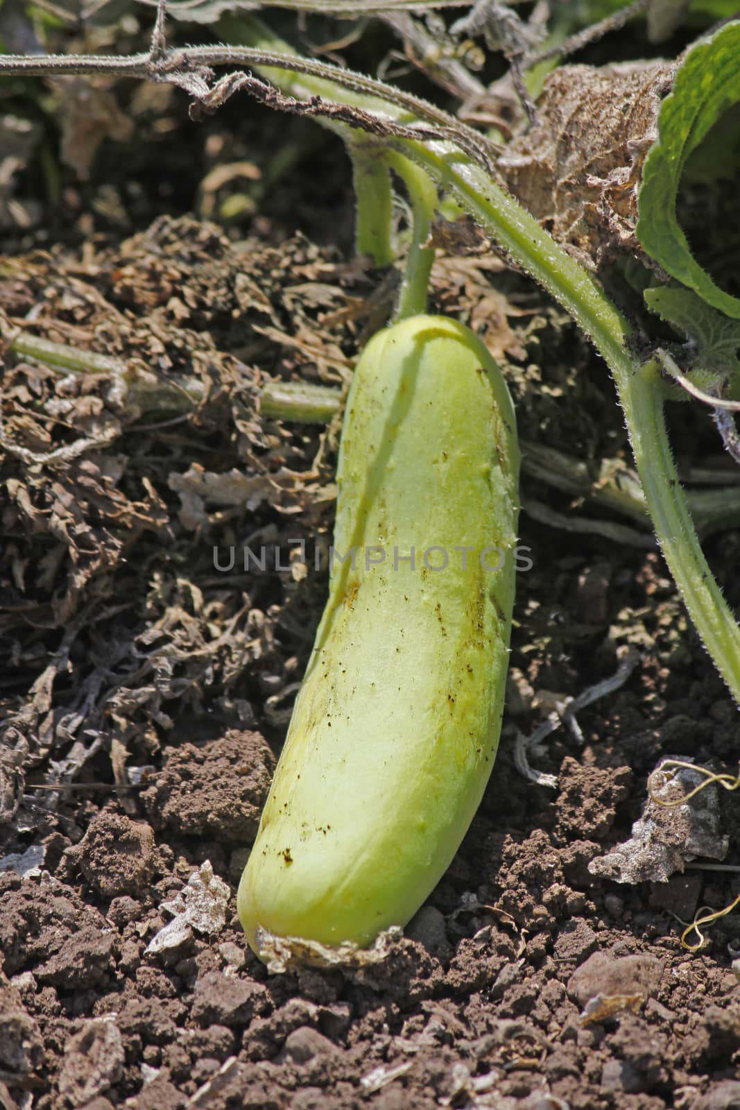 Cucumber, Cucumis sativus  is a widely cultivated plant in the gourd family Cucurbitaceae. It is a creeping vine that bears cylindrical fruits that are used as culinary vegetables