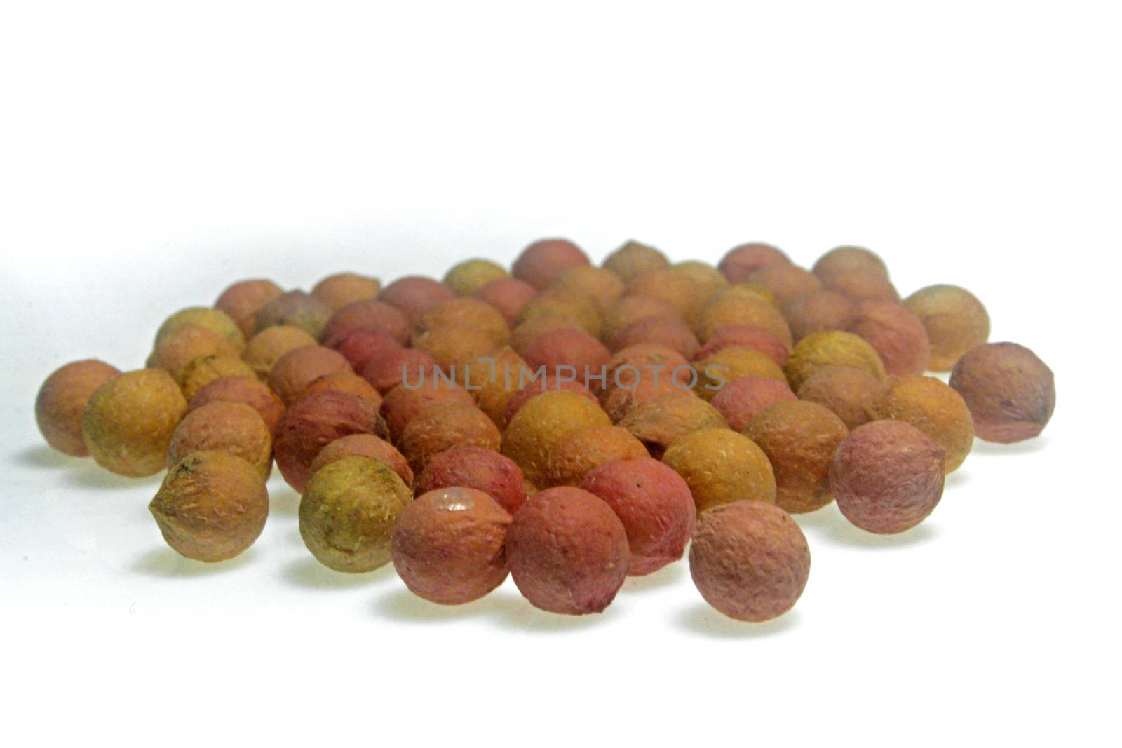 Seeds of sandalwood tree,  Santalum spicatum by yands