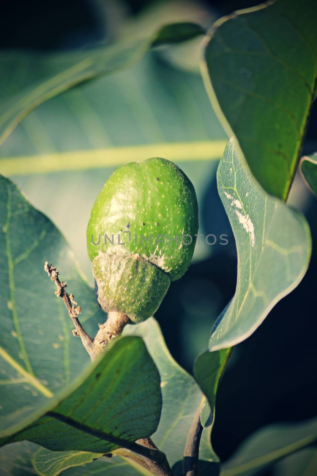 Fruits of Semecarpus anacardium. It is a deciduous tree. The nut is ovoid and smooth lustrous black. In Ayurveda, the fruit is considered a rasayana for longevity and rejuvenation.