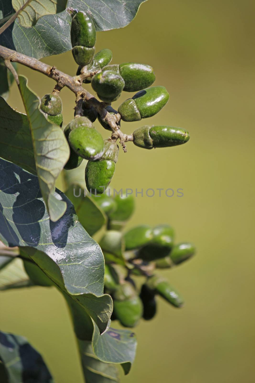 Fruits of Semecarpus anacardium. It is a deciduous tree. The nut is ovoid and smooth lustrous black. In Ayurveda, the fruit is considered a rasayana for longevity and rejuvenation.