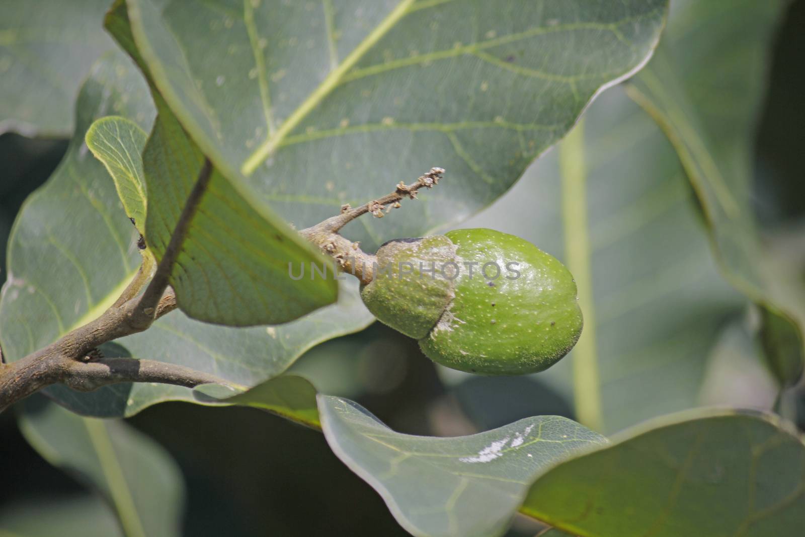 Fruits of Semecarpus anacardium. It is a deciduous tree. The nut is ovoid and smooth lustrous black. In Ayurveda, the fruit is considered a rasayana for longevity and rejuvenation.