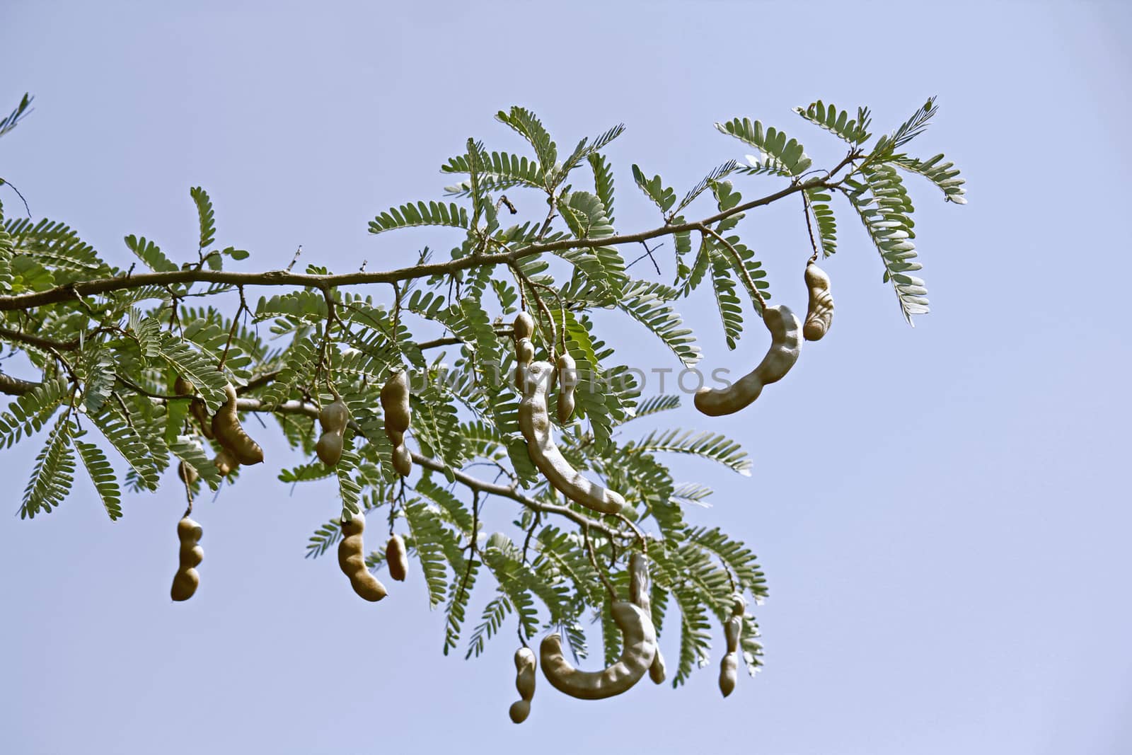 Tamarind, Tamarindus indica. The tamarind tree produces edible, pod-like fruit which are used extensively in cuisines around the world. Other uses include traditional medicine and metal polish. The wood can be used in carpentry. Because of the tamarind's many uses, cultivation has spread around the world in tropical and subtropical zones.