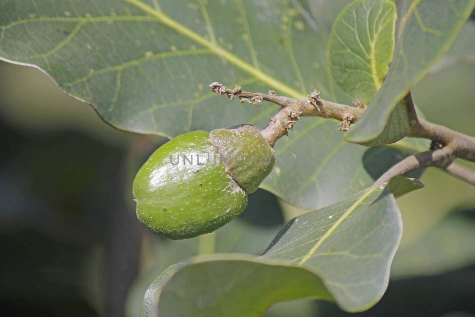 Fruits of Semecarpus anacardium. It is a deciduous tree. The nut is ovoid and smooth lustrous black. In Ayurveda, the fruit is considered a rasayana for longevity and rejuvenation.