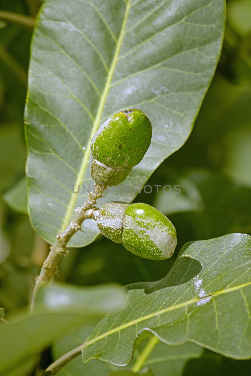 Fruits of Semecarpus anacardium. It is a deciduous tree. The nut is ovoid and smooth lustrous black. In Ayurveda, the fruit is considered a rasayana for longevity and rejuvenation.