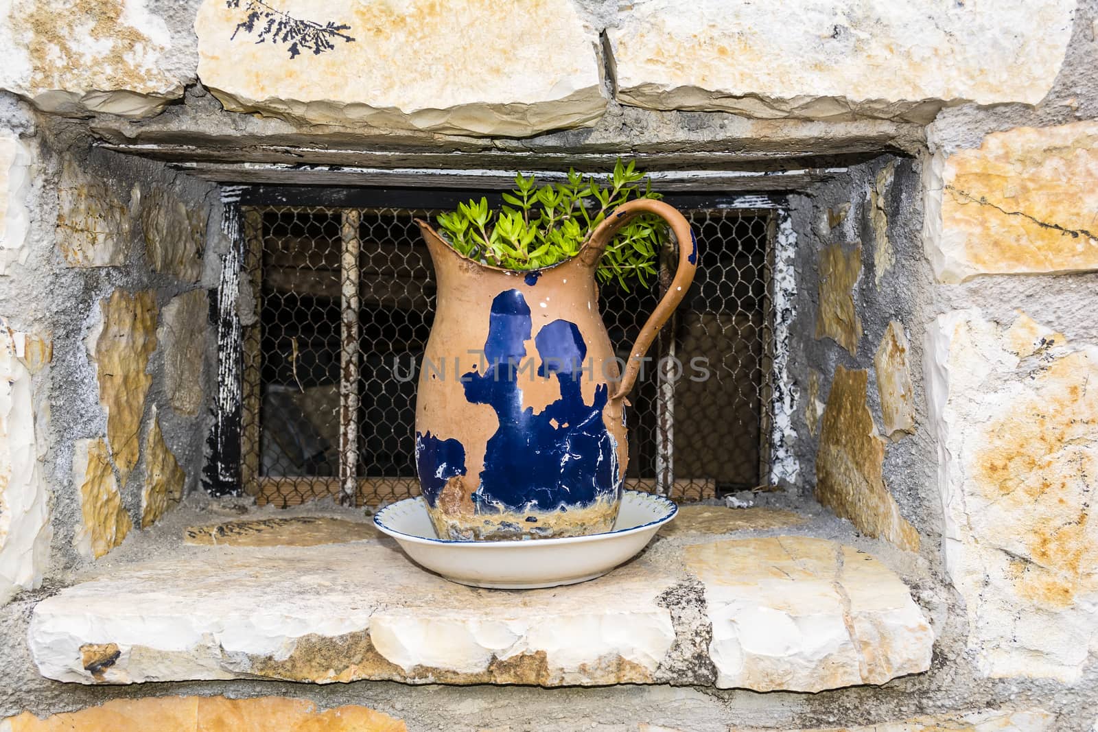 Plants in Old Jug by ankarb