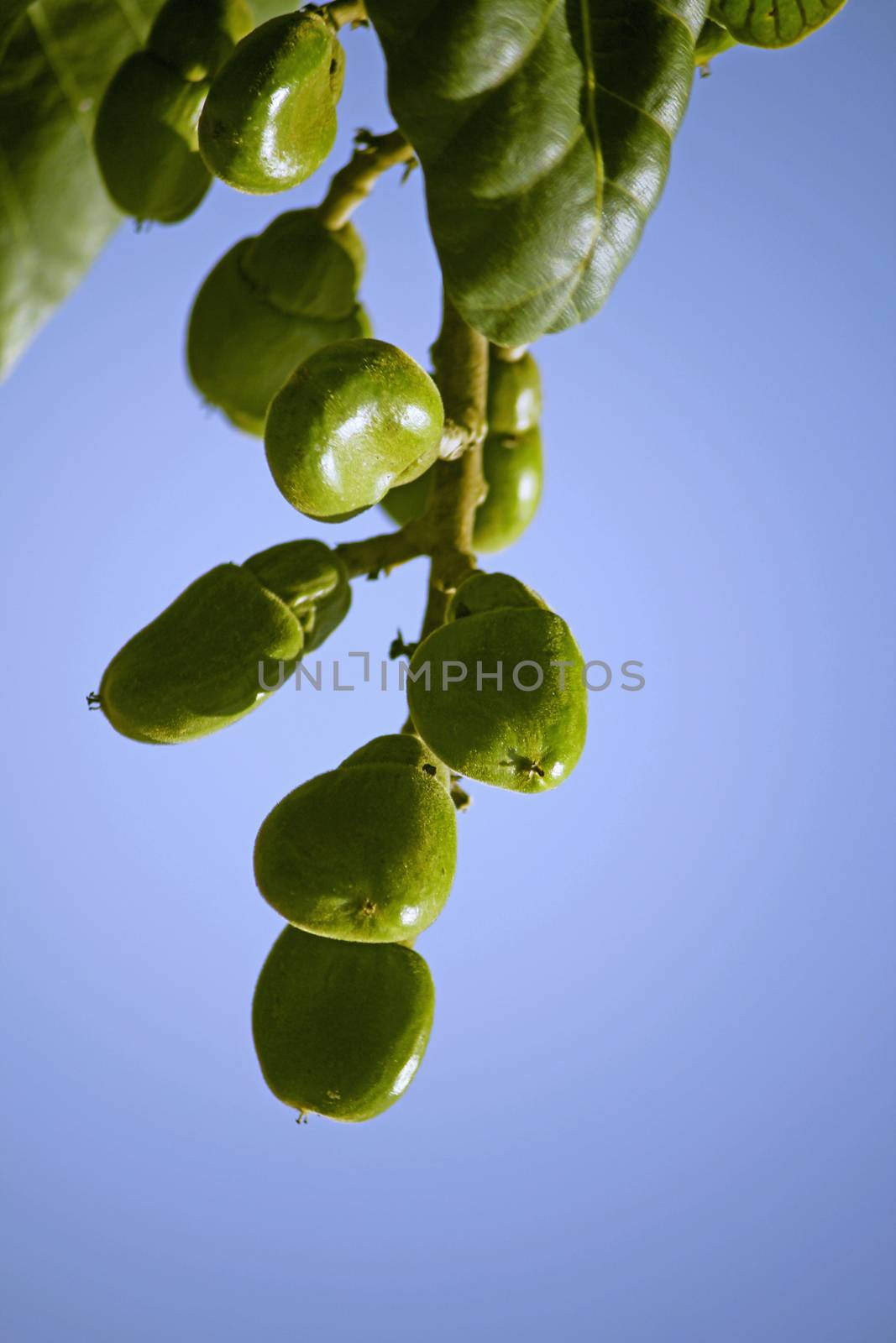 Fruits of Semecarpus anacardium. It is a deciduous tree. The nut is ovoid and smooth lustrous black. In Ayurveda, the fruit is considered a rasayana for longevity and rejuvenation.