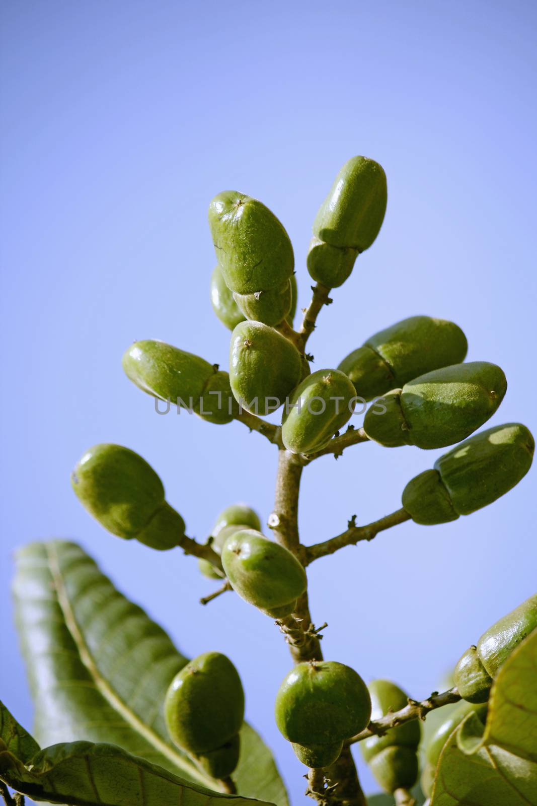 Fruits of Semecarpus anacardium. It is a deciduous tree. The nut is ovoid and smooth lustrous black. In Ayurveda, the fruit is considered a rasayana for longevity and rejuvenation.