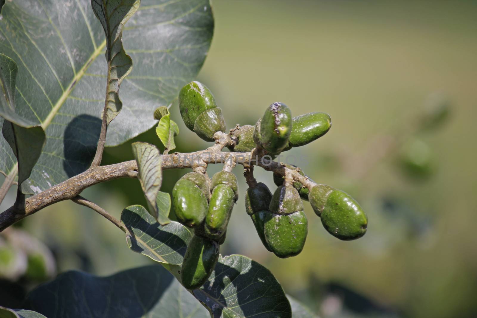 Fruits of Semecarpus anacardium by yands