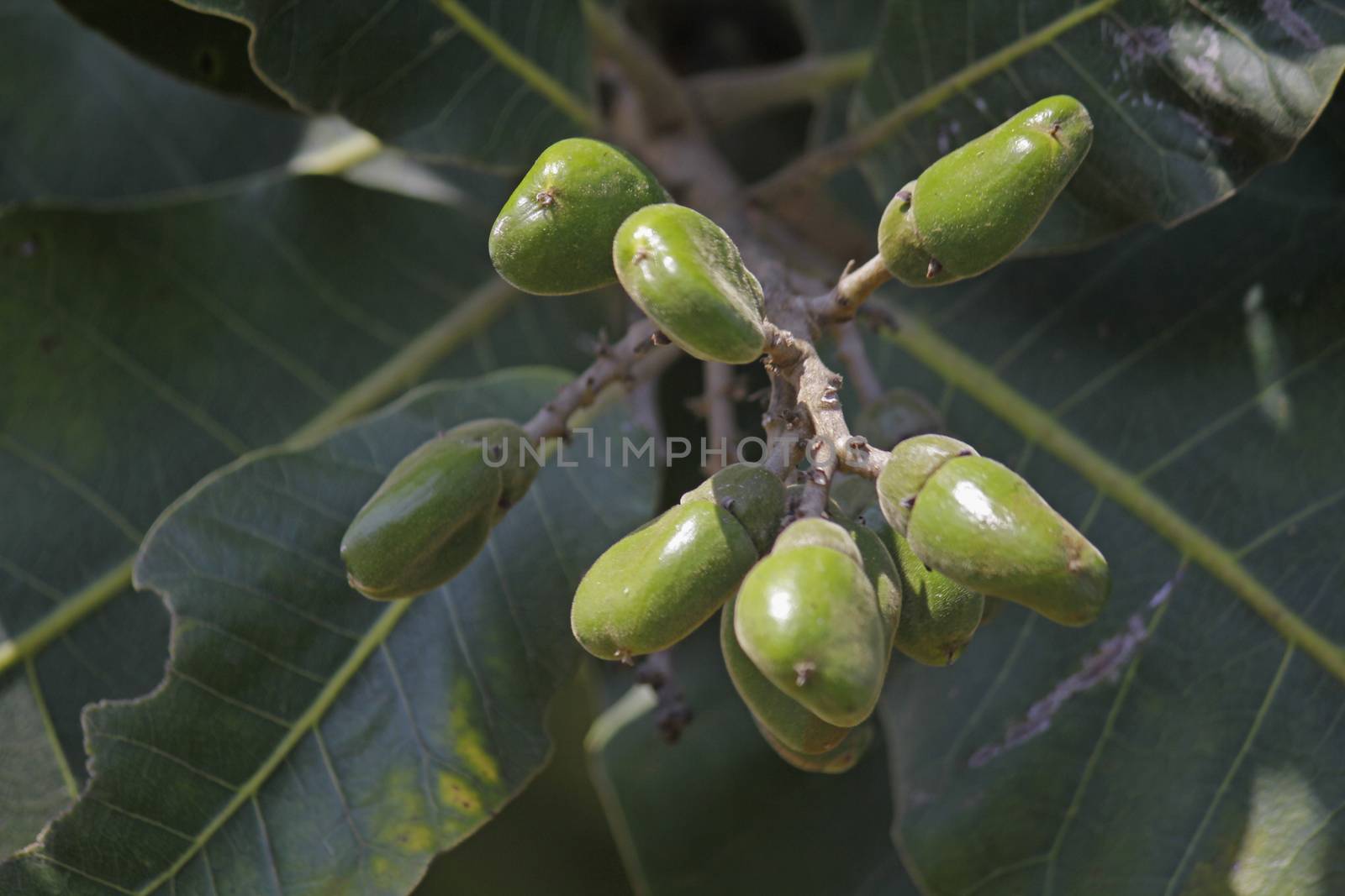 Fruits of Semecarpus anacardium. It is a deciduous tree. The nut is ovoid and smooth lustrous black. In Ayurveda, the fruit is considered a rasayana for longevity and rejuvenation.