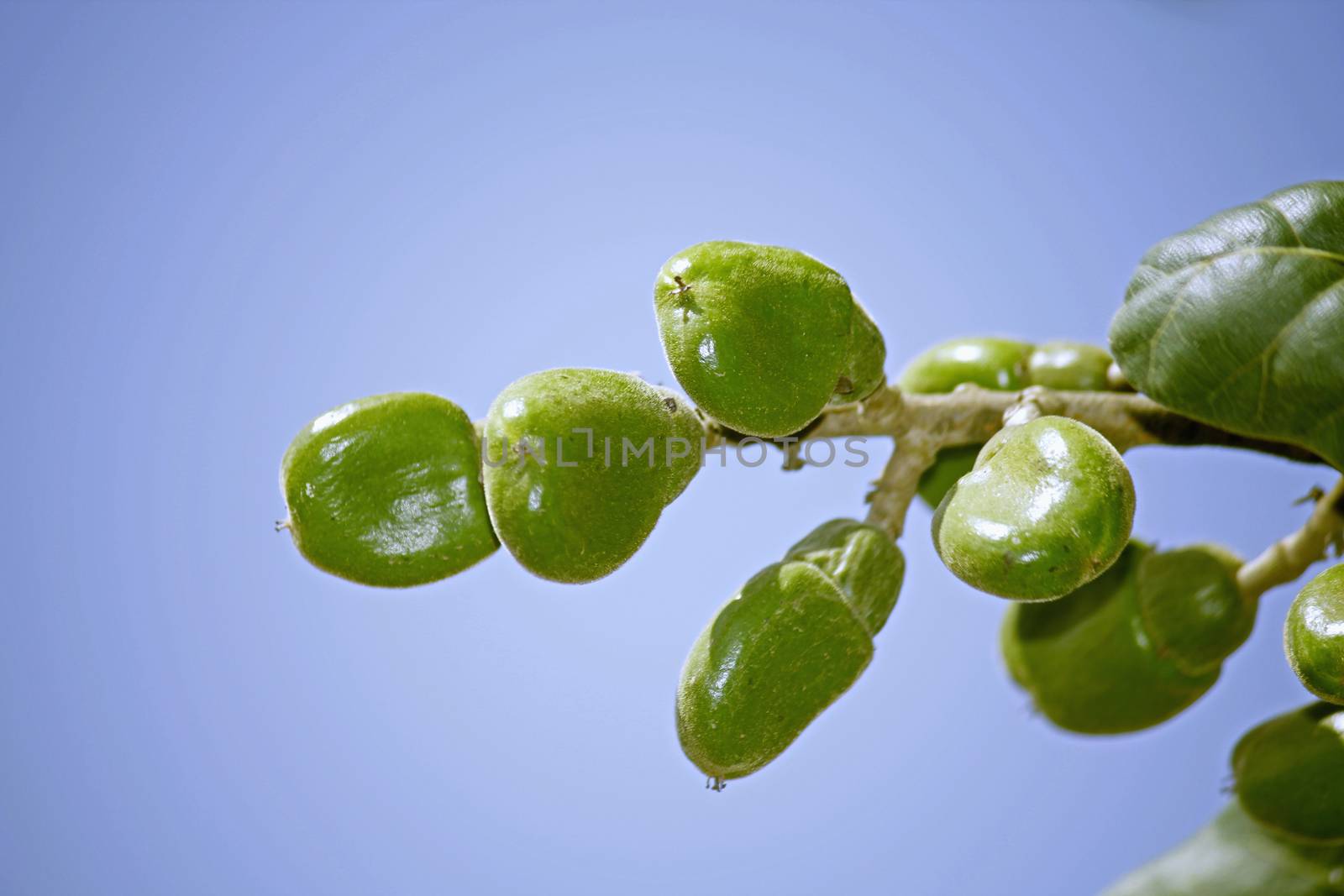 Fruits of Semecarpus anacardium. It is a deciduous tree. The nut is ovoid and smooth lustrous black. In Ayurveda, the fruit is considered a rasayana for longevity and rejuvenation.