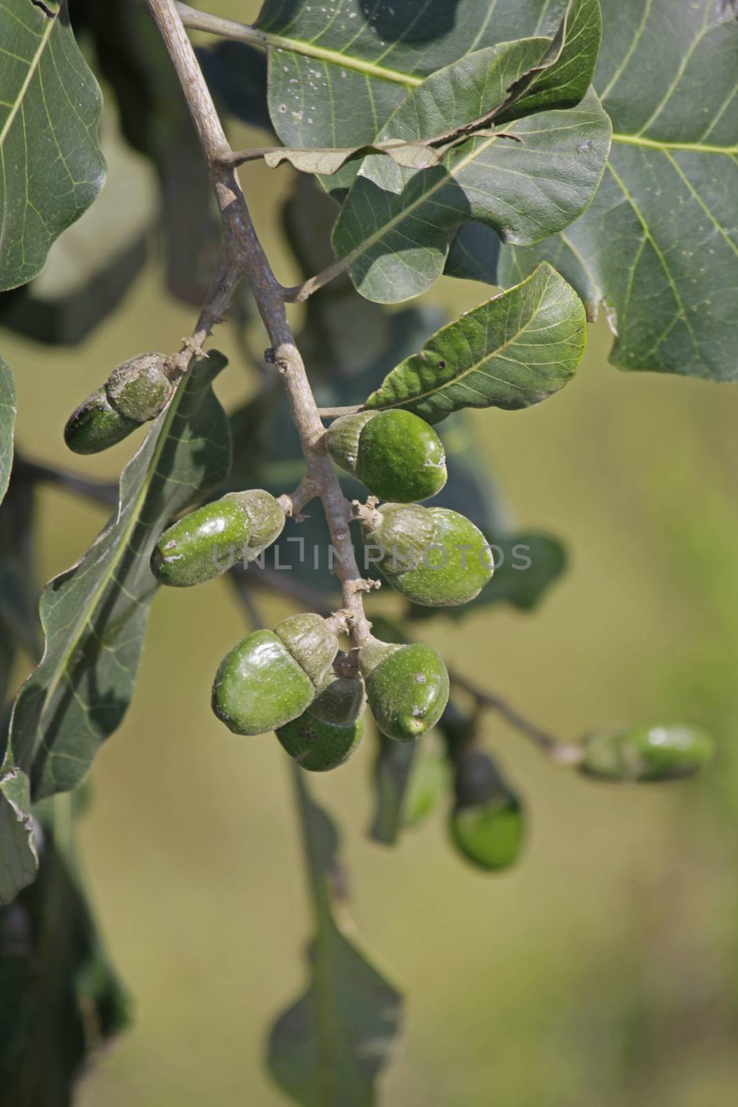 Fruits of Semecarpus anacardium by yands