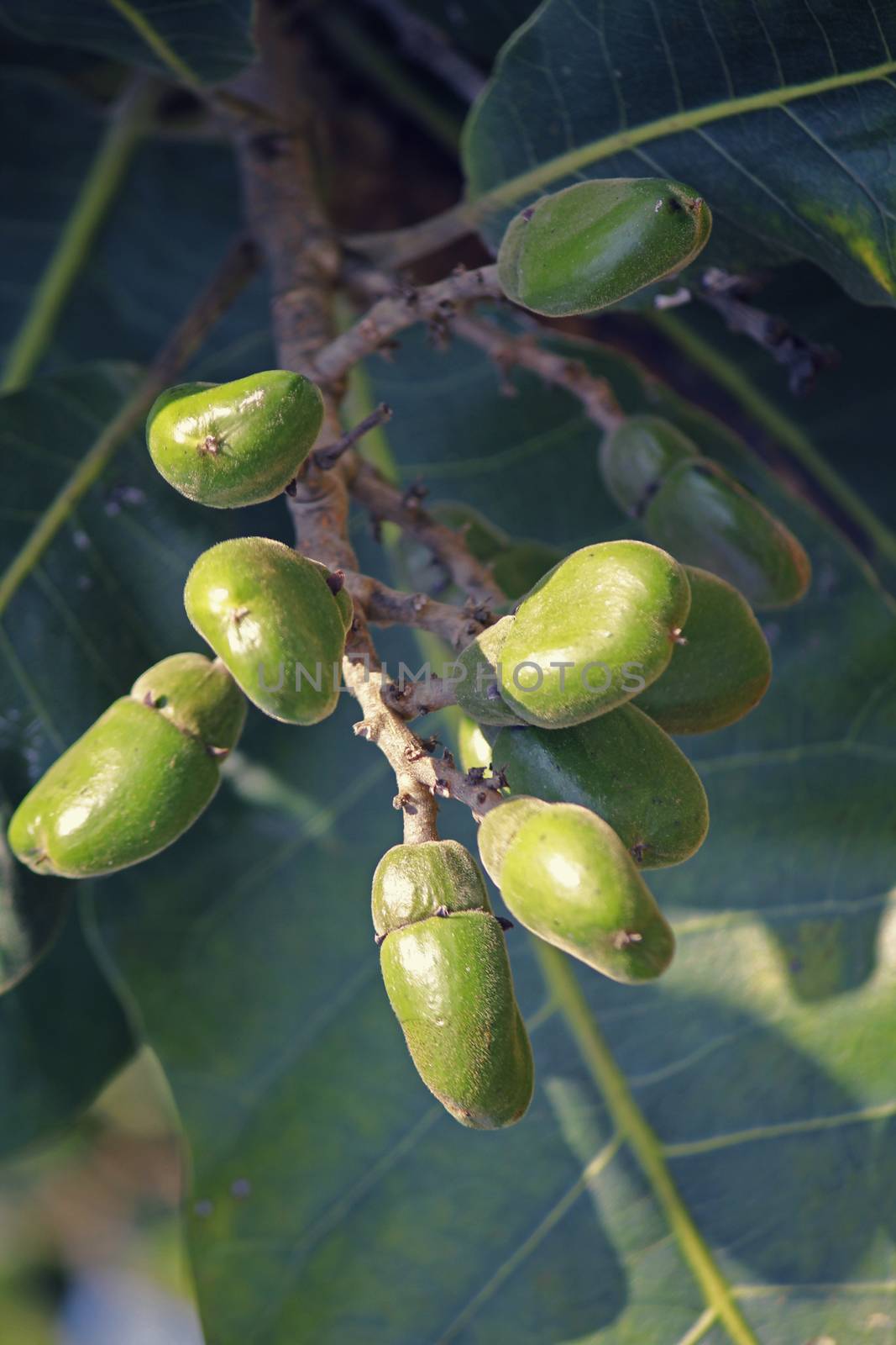 Fruits of Semecarpus anacardium by yands