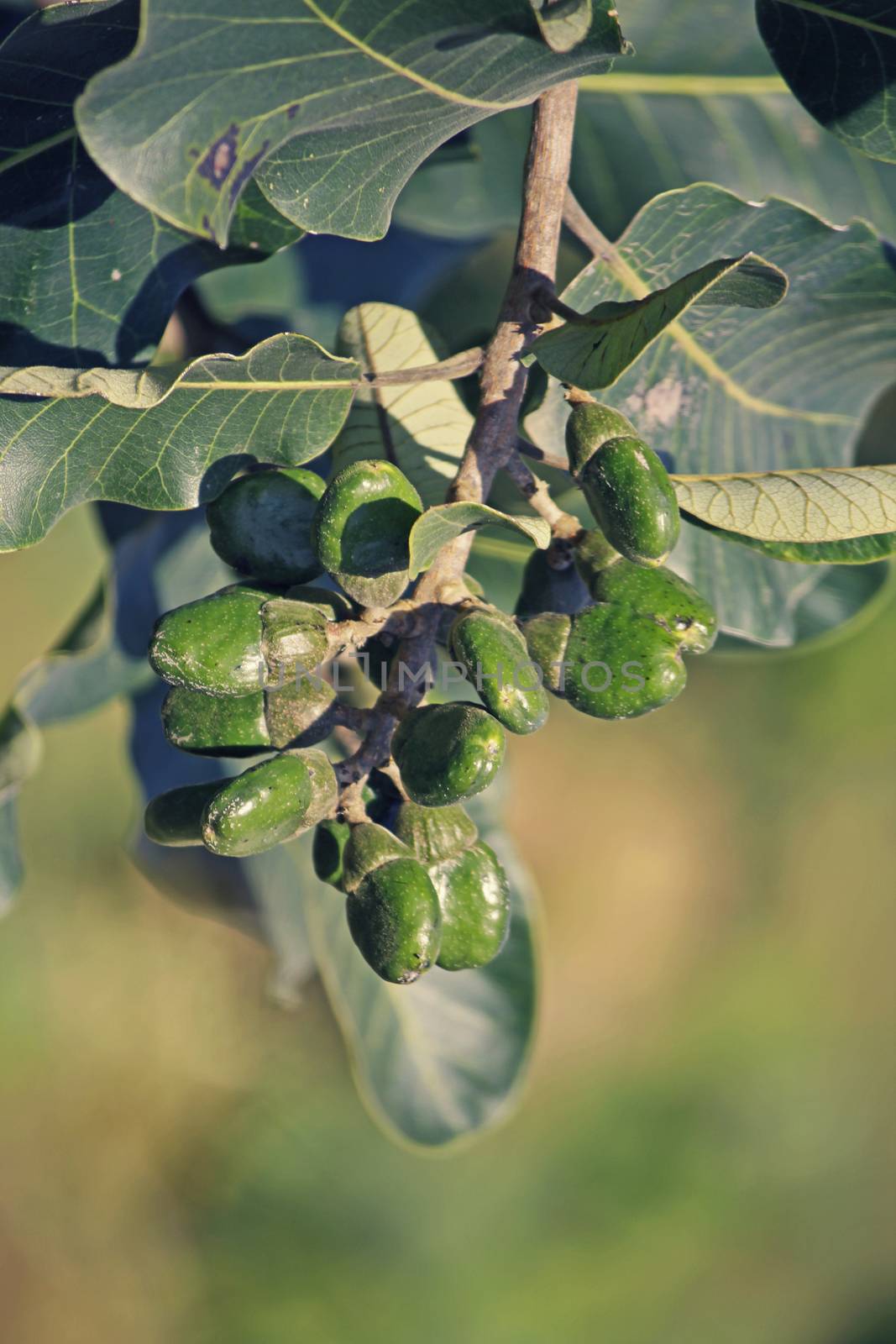 Fruits of Semecarpus anacardium. It is a deciduous tree. The nut is ovoid and smooth lustrous black. In Ayurveda, the fruit is considered a rasayana for longevity and rejuvenation.