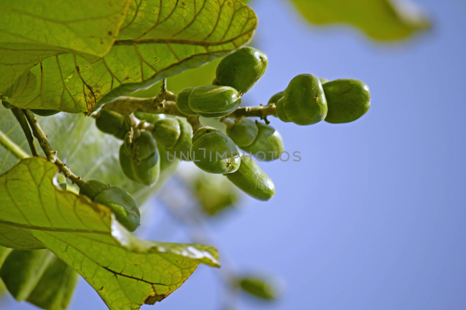 Fruits of Semecarpus anacardium. It is a deciduous tree. The nut is ovoid and smooth lustrous black. In Ayurveda, the fruit is considered a rasayana for longevity and rejuvenation.