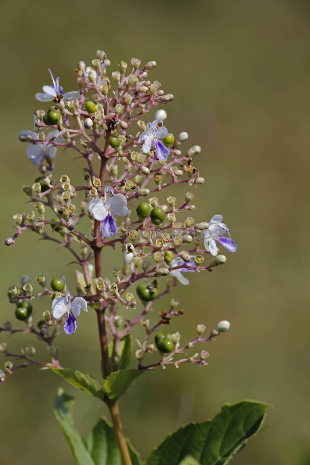 Rotheca serrata, commonly known as the blue fountain bush, blue-flowered glory tree, beetle killeris a species of flowering plants in the family Lamiaceae. It was formerly classified as Clerodendrum serratum.