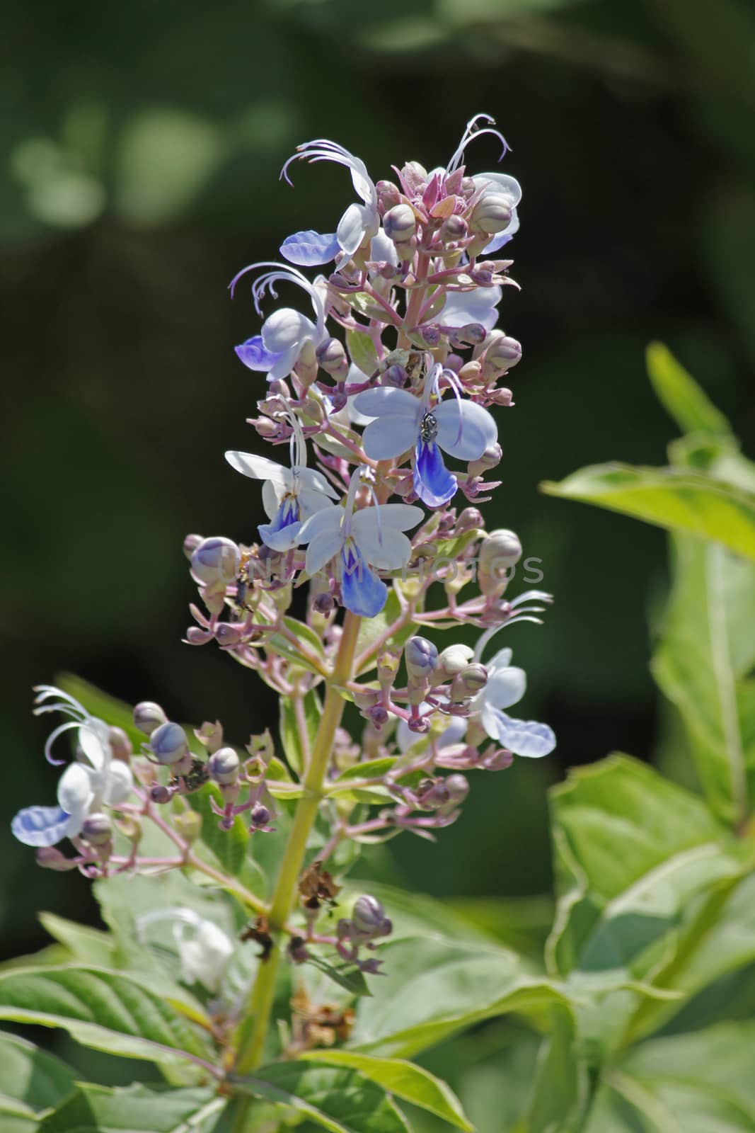 Rotheca serrata,  Clerodendrum Serratum by yands