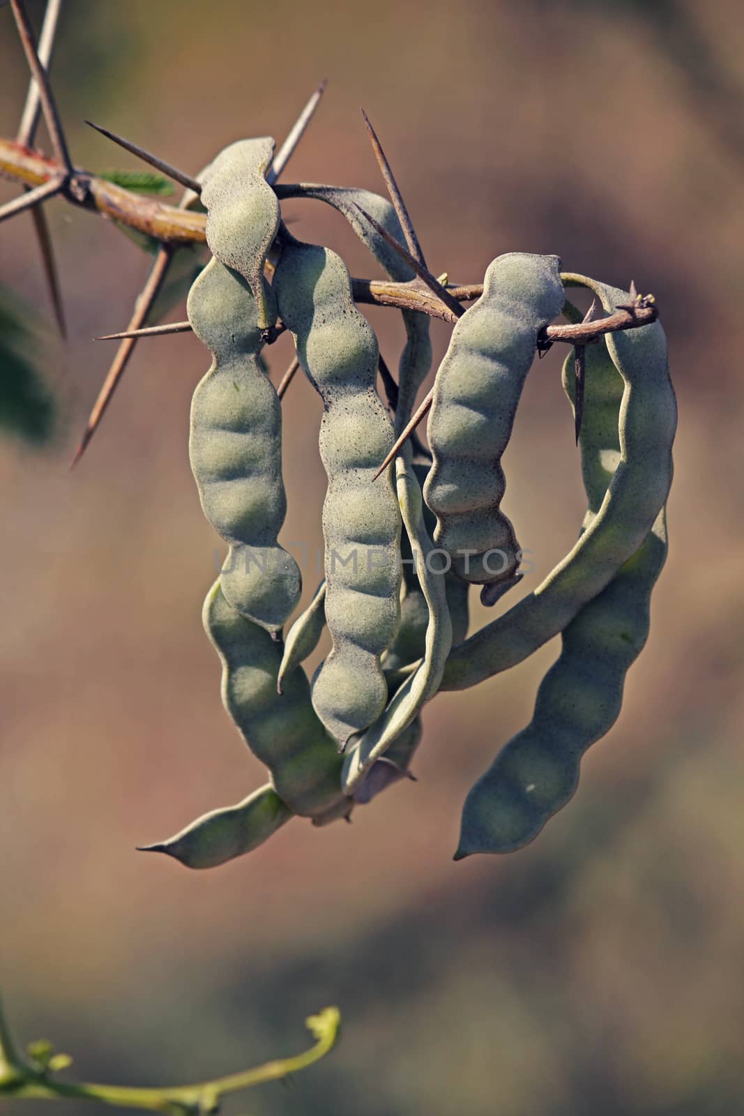 Pods of Vachellia nilotica, Acacia Nilotica, Babhul tree, India. Vachellia nilotica widely known as Acacia nilotica or the common names gum arabic tree, Egyptian thorn, Sant tree, Al-sant or prickly acacia, thorn mimosa.
