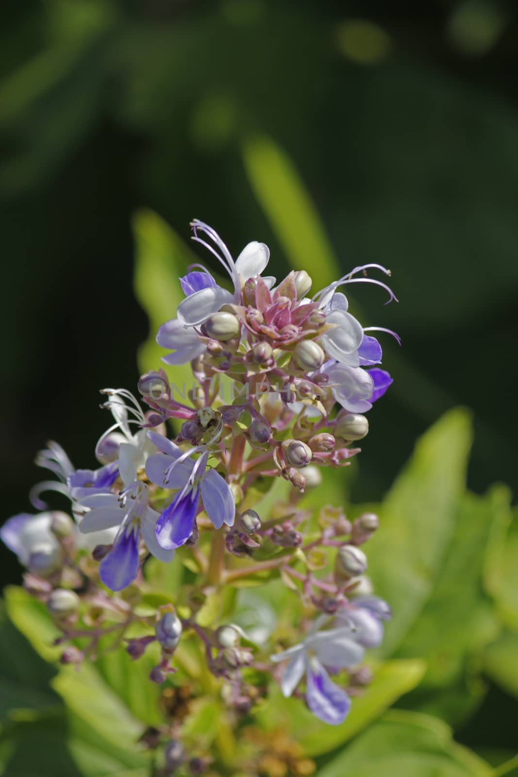 Rotheca serrata, commonly known as the blue fountain bush, blue-flowered glory tree, beetle killeris a species of flowering plants in the family Lamiaceae. It was formerly classified as Clerodendrum serratum.