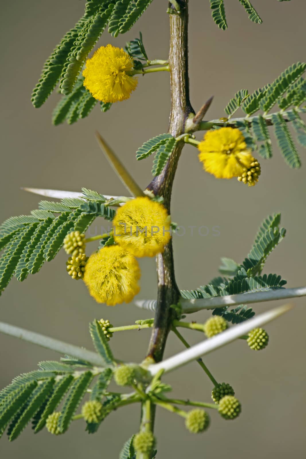 Flowers of Vachellia nilotica, Acacia Nilotica, Babhul tree, Ind by yands