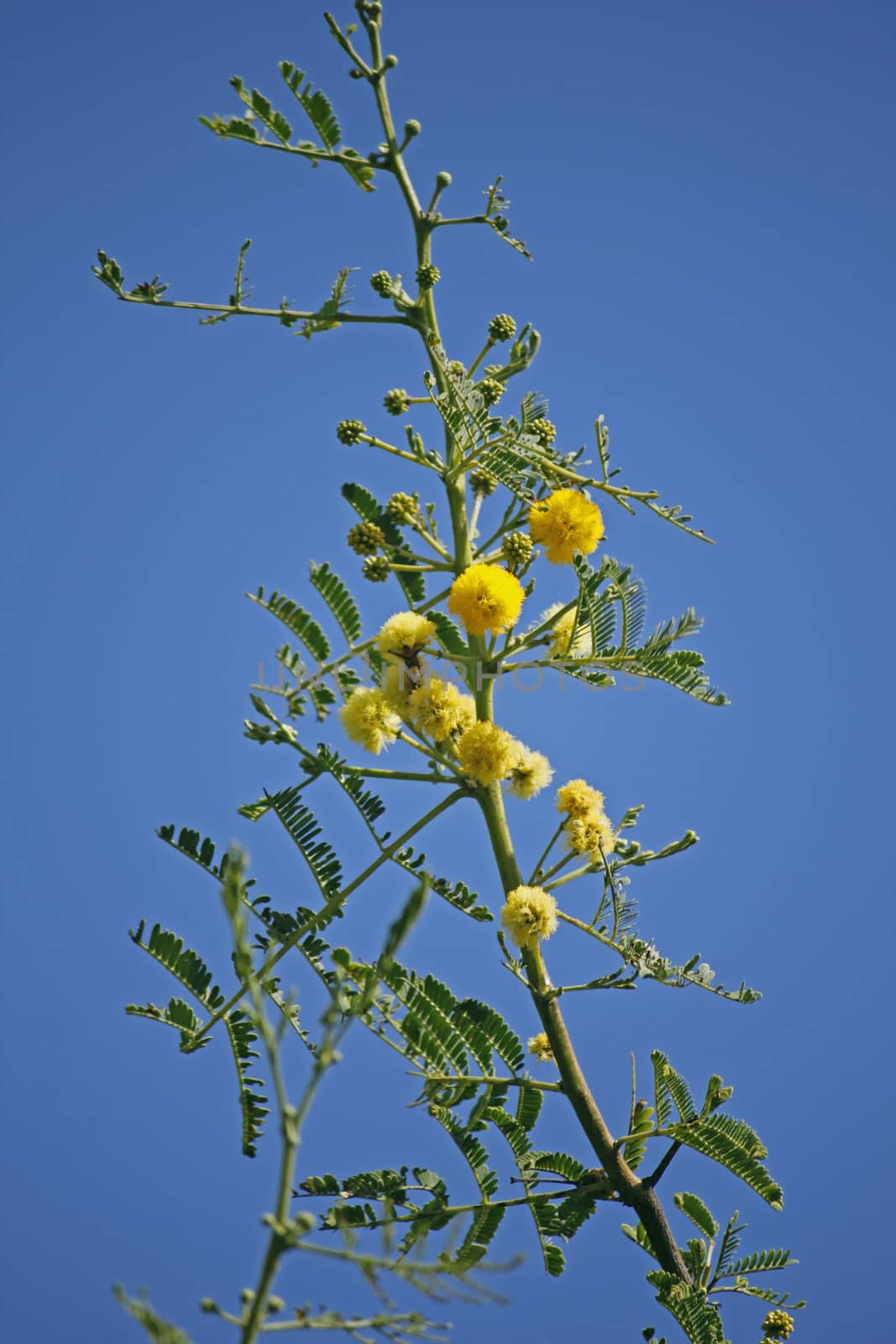 Flowers of Vachellia nilotica, Acacia Nilotica, Babhul tree, India. Vachellia nilotica widely known as Acacia nilotica or the common names gum arabic tree, Egyptian thorn, Sant tree, Al-sant or prickly acacia, thorn mimosa.