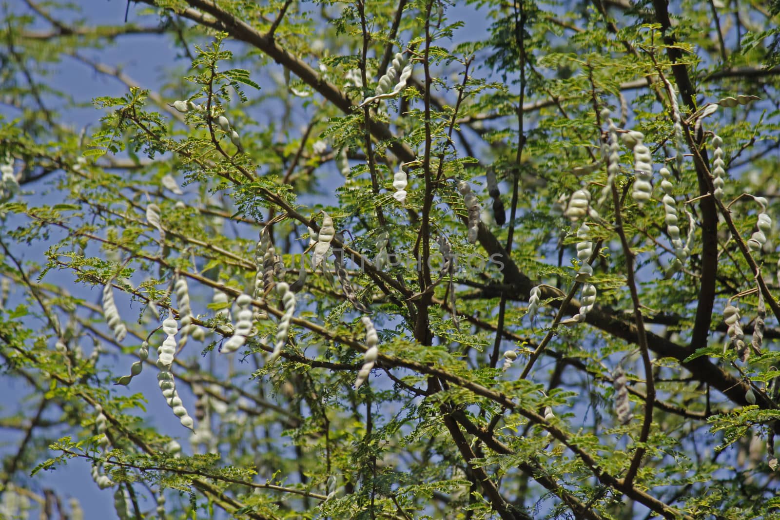 Vachellia nilotica, Acacia Nilotica, Babhul tree, India.  by yands