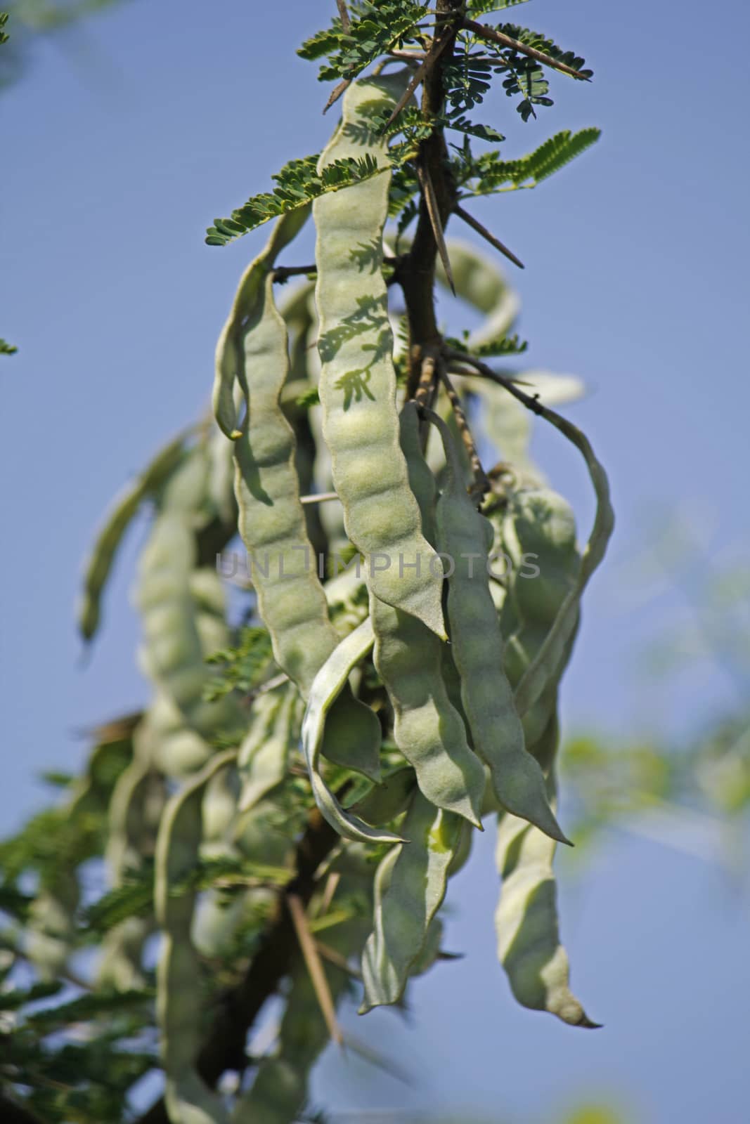 Pods of Vachellia nilotica, Acacia Nilotica, Babhul tree, India by yands