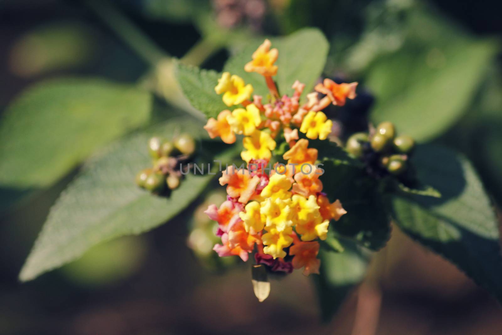 Lantana camara, also known as big sage, wild sage, red sage, white sage and tickberry is a species of flowering plant within the verbena family, Verbenaceae