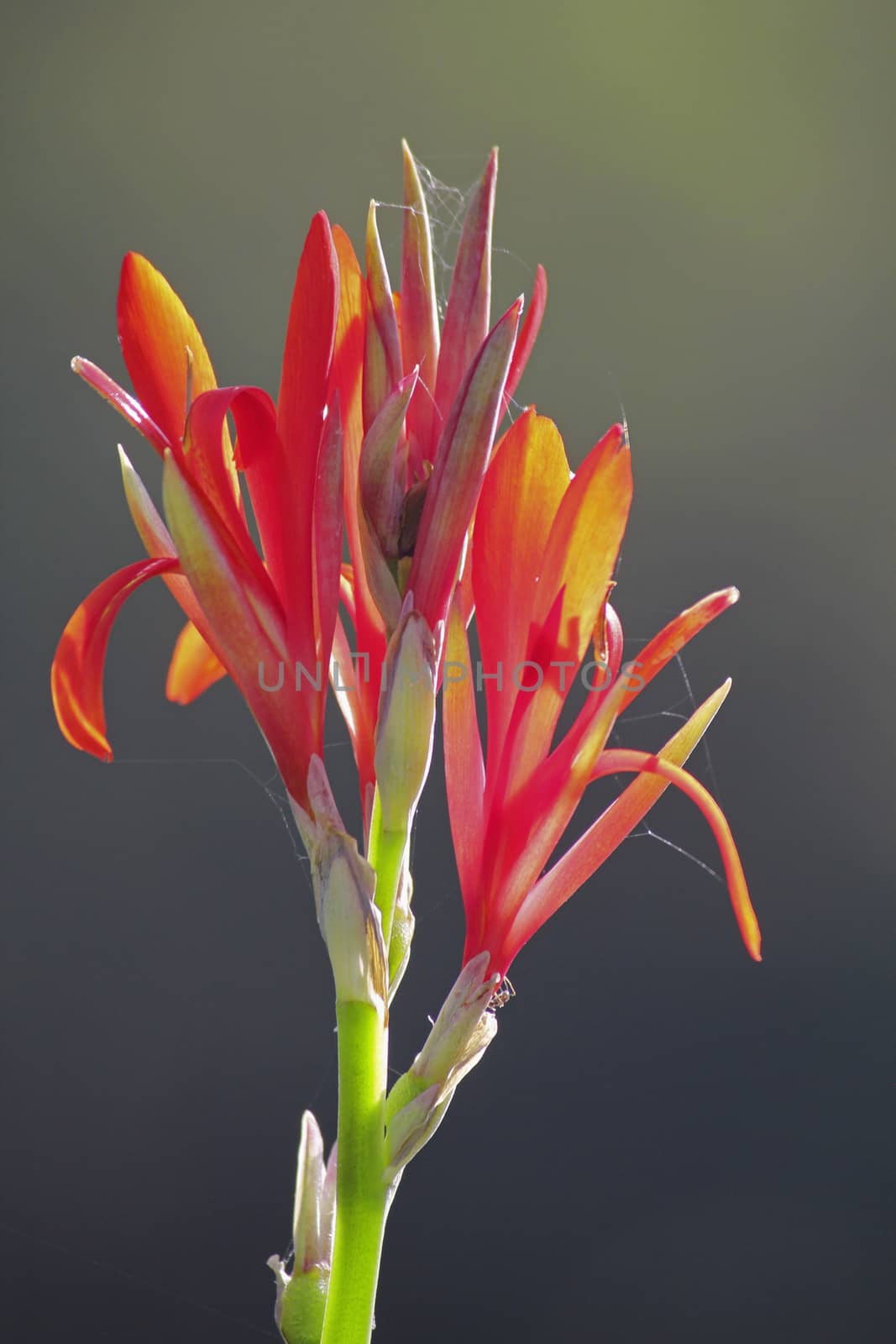 Flowers of Canna or canna lily by yands