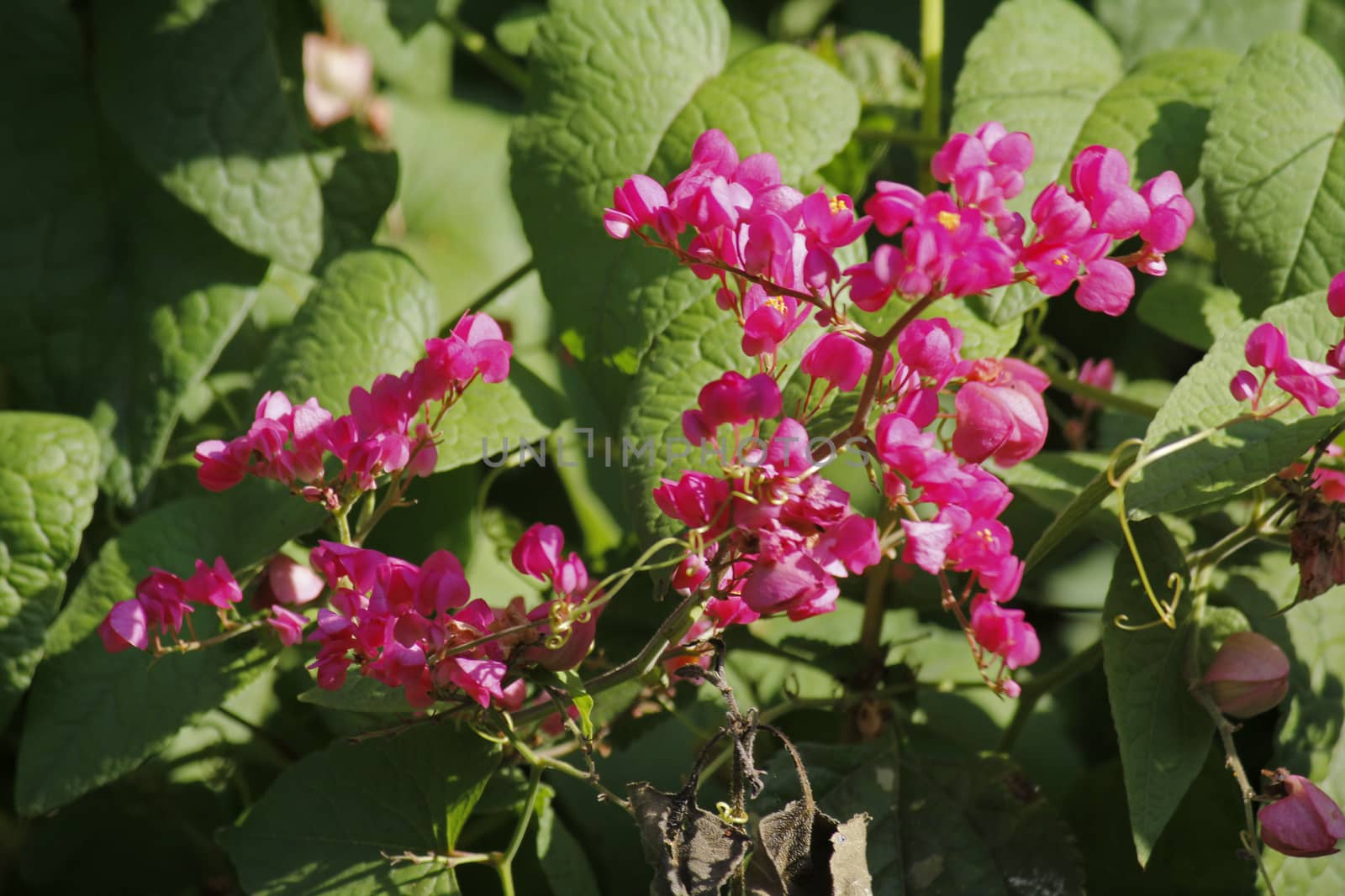 Antigonon leptopus, commonly known as Mexican Creeper, coral vine, bee bush or San Miguelito Vine, is a species of flowering plant in the buckwheat family, Polygonaceae