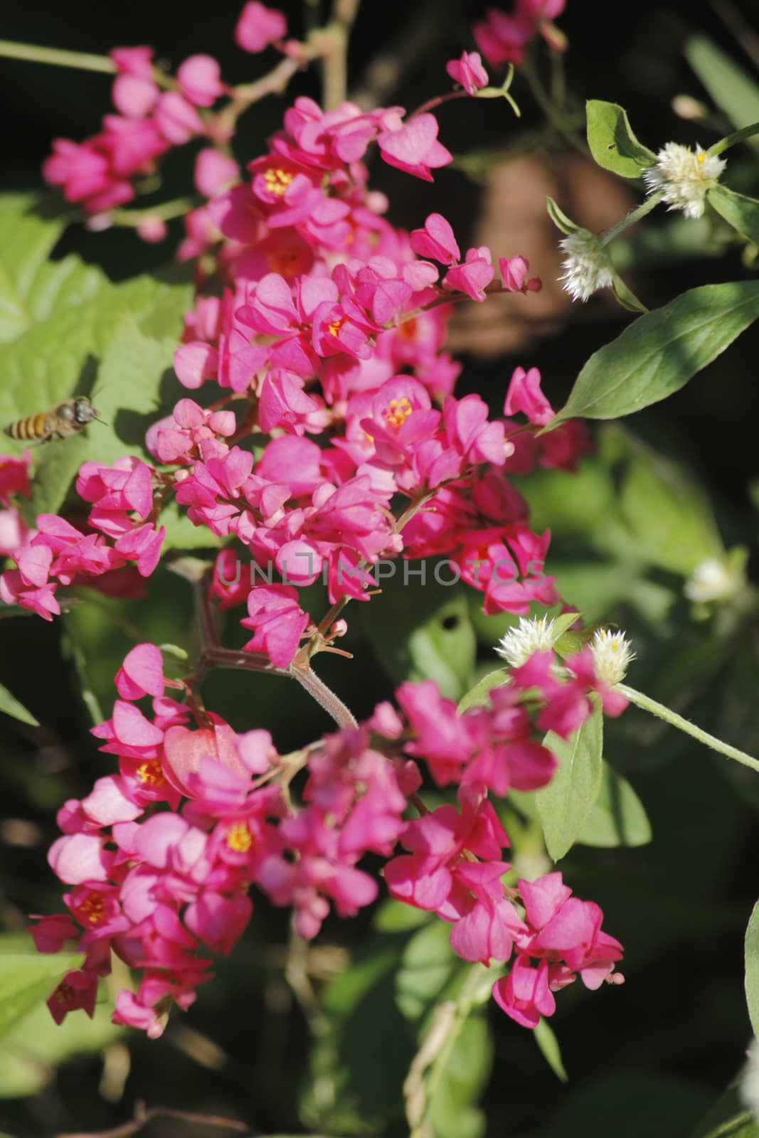 Antigonon leptopus, commonly known as Mexican Creeper, coral vine, bee bush or San Miguelito Vine, is a species of flowering plant in the buckwheat family, Polygonaceae
