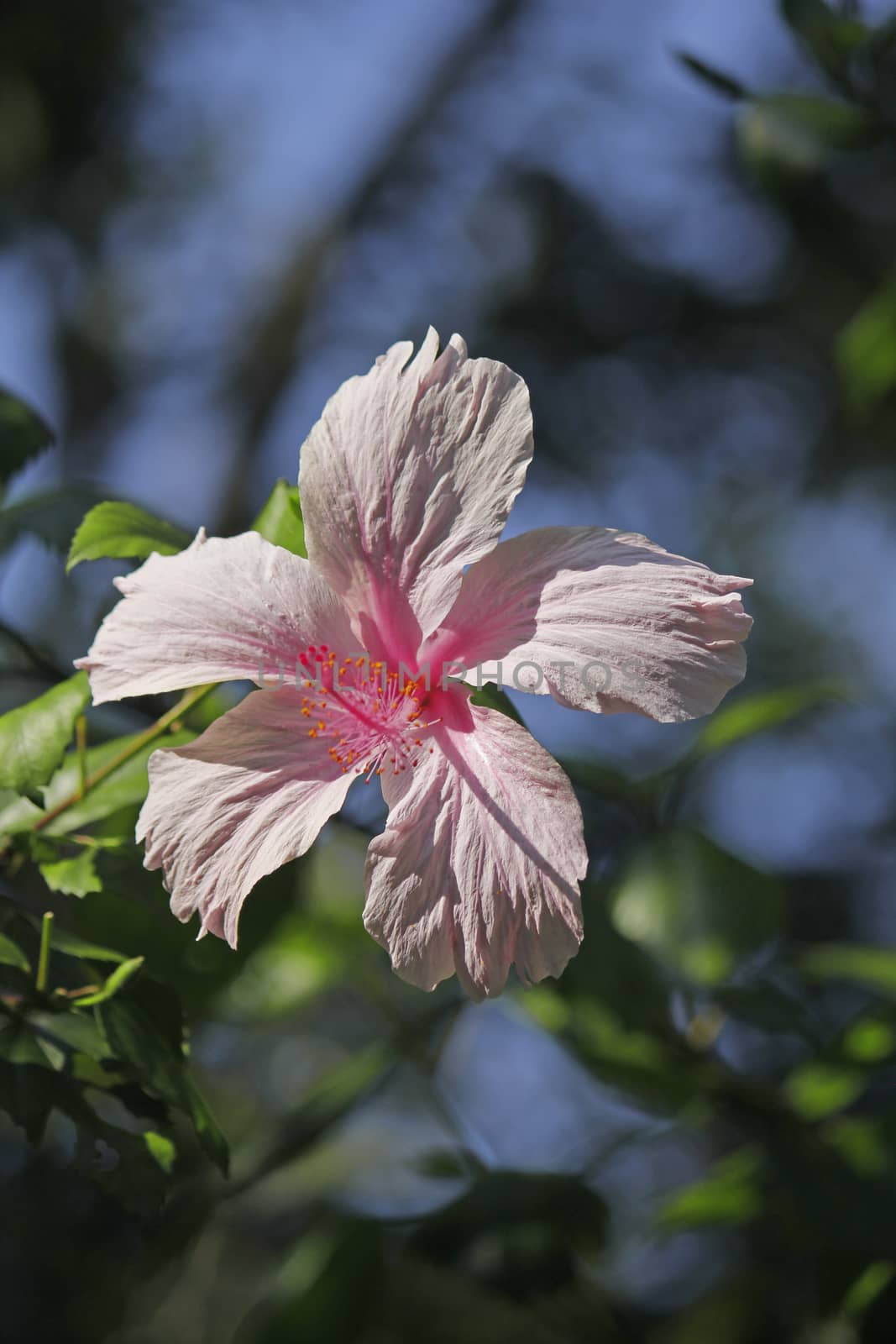 China Rose, Chinese hibiscus, Hibiscus rosa-sinensis by yands