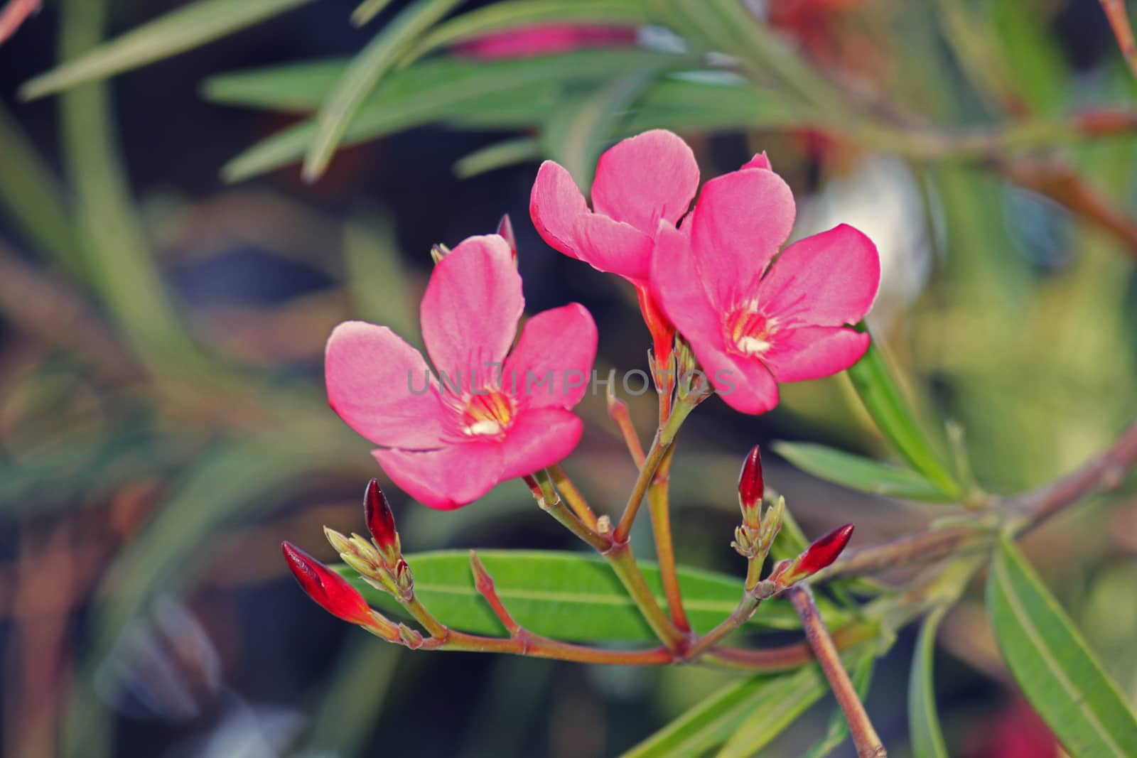 Nerium oleander is an evergreen shrub or small tree in the dogbane family Apocynaceae. It is the only species currently classified in the genus Nerium. Oleander is one of the most poisonous of commonly grown garden plants.