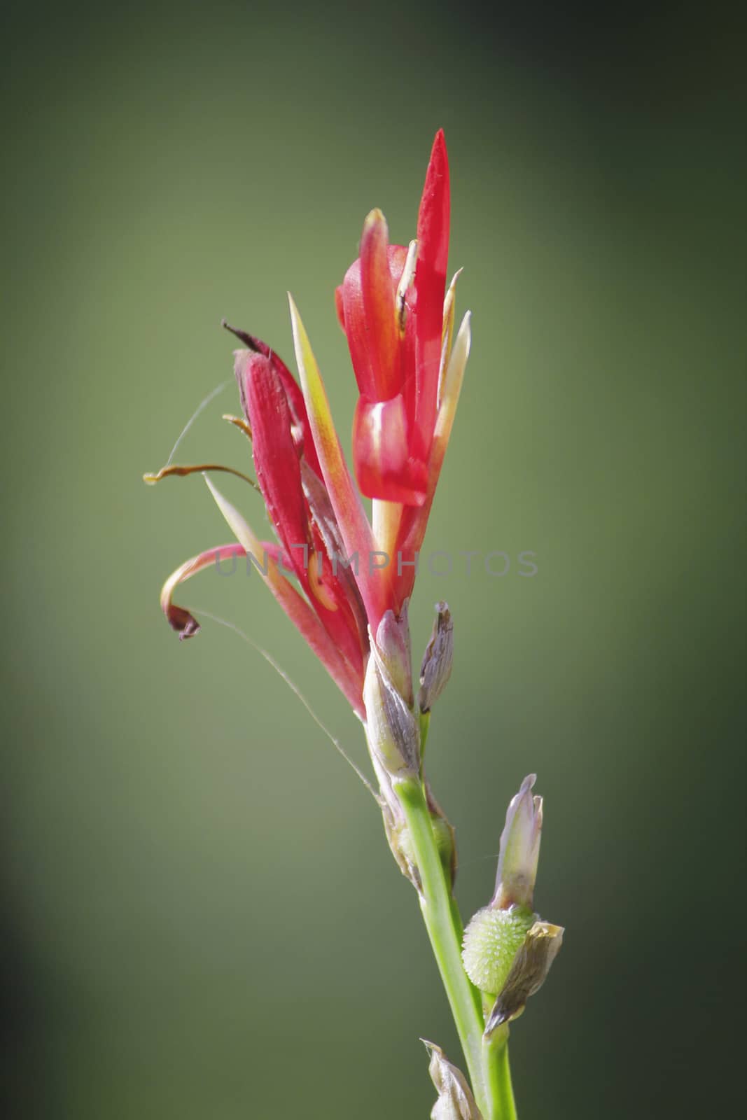 Flowers of Canna or canna lily by yands