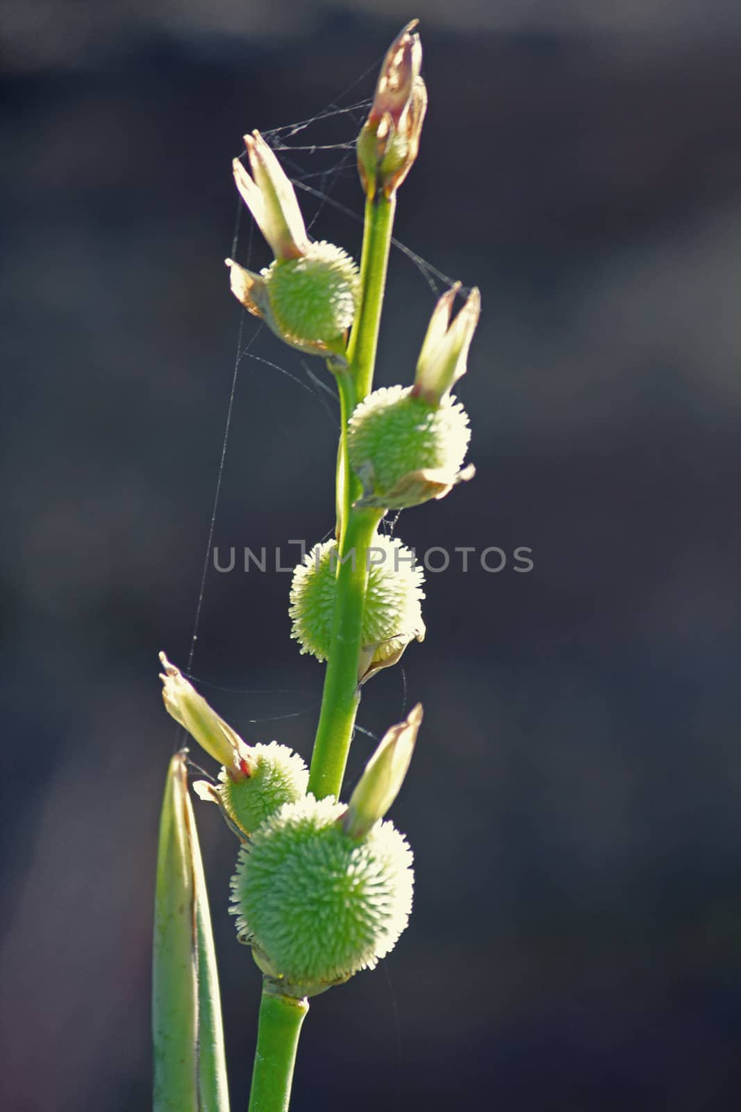 Fruits of Canna or canna lily by yands