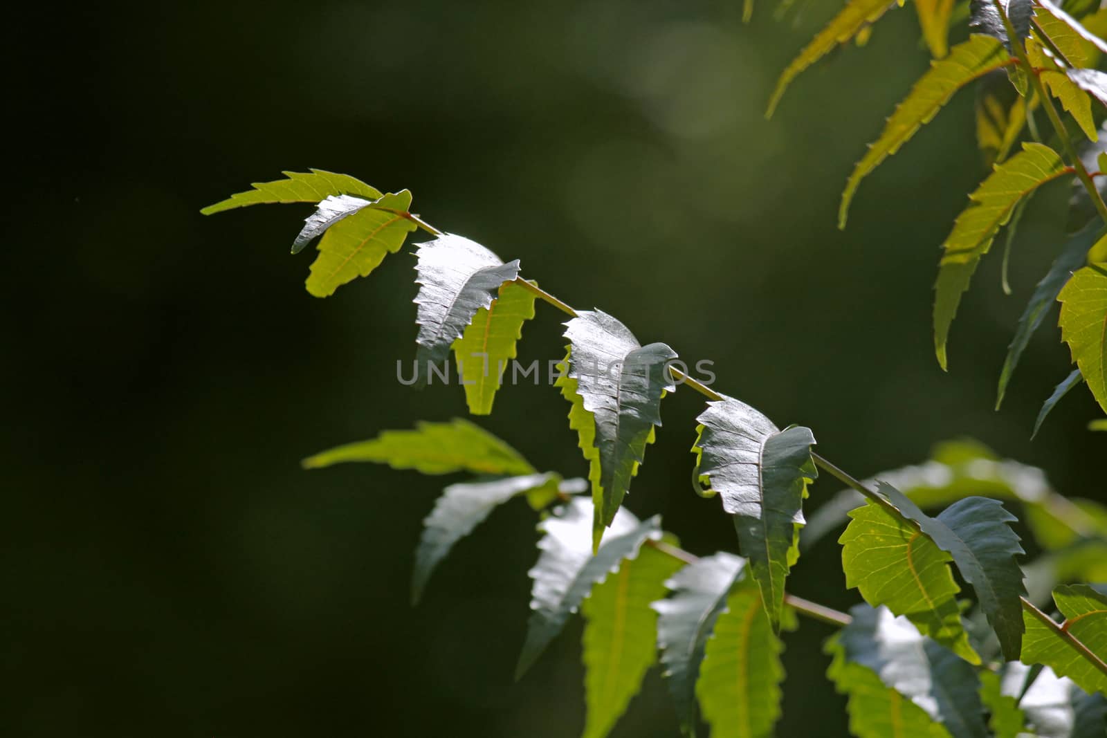 Medicinal Neem leaves-Azadirachta indica