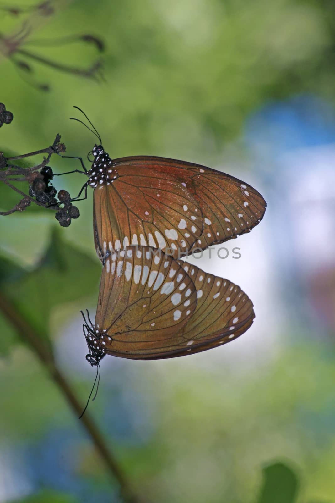 Mating of Common Crow Butterfly