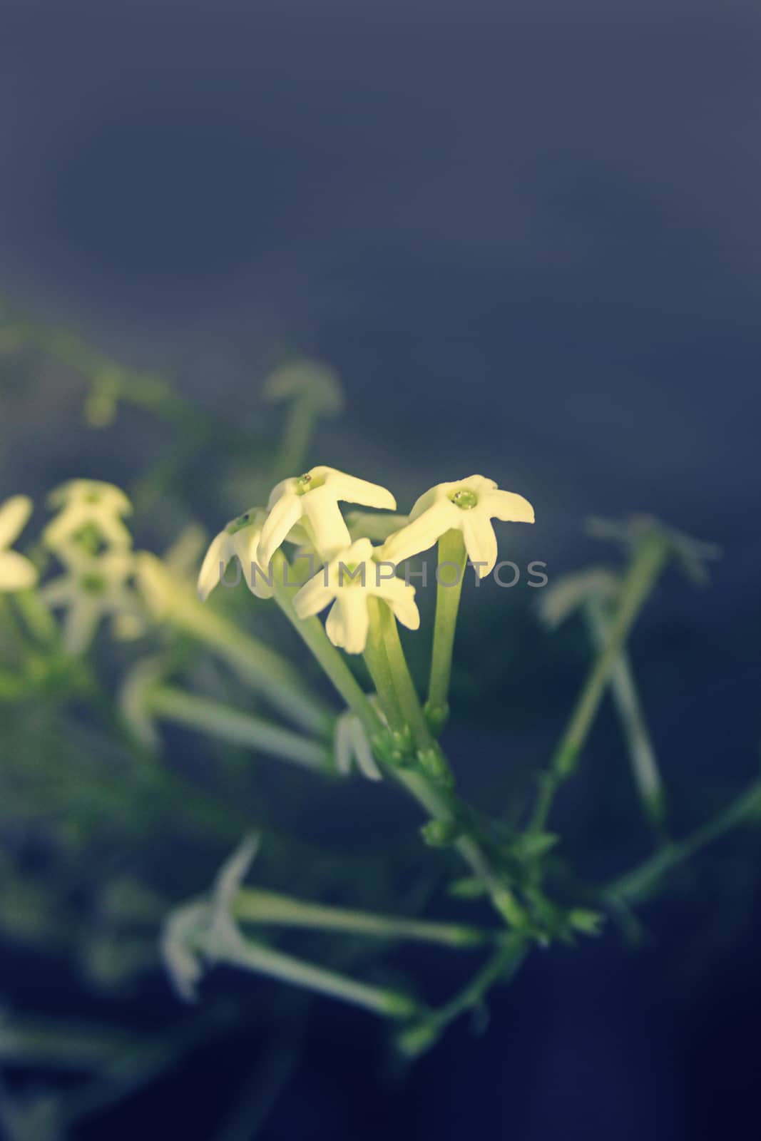 Flowers of Night-blooming cestrum, Night blooming jasmine, Cestrum nocturnum