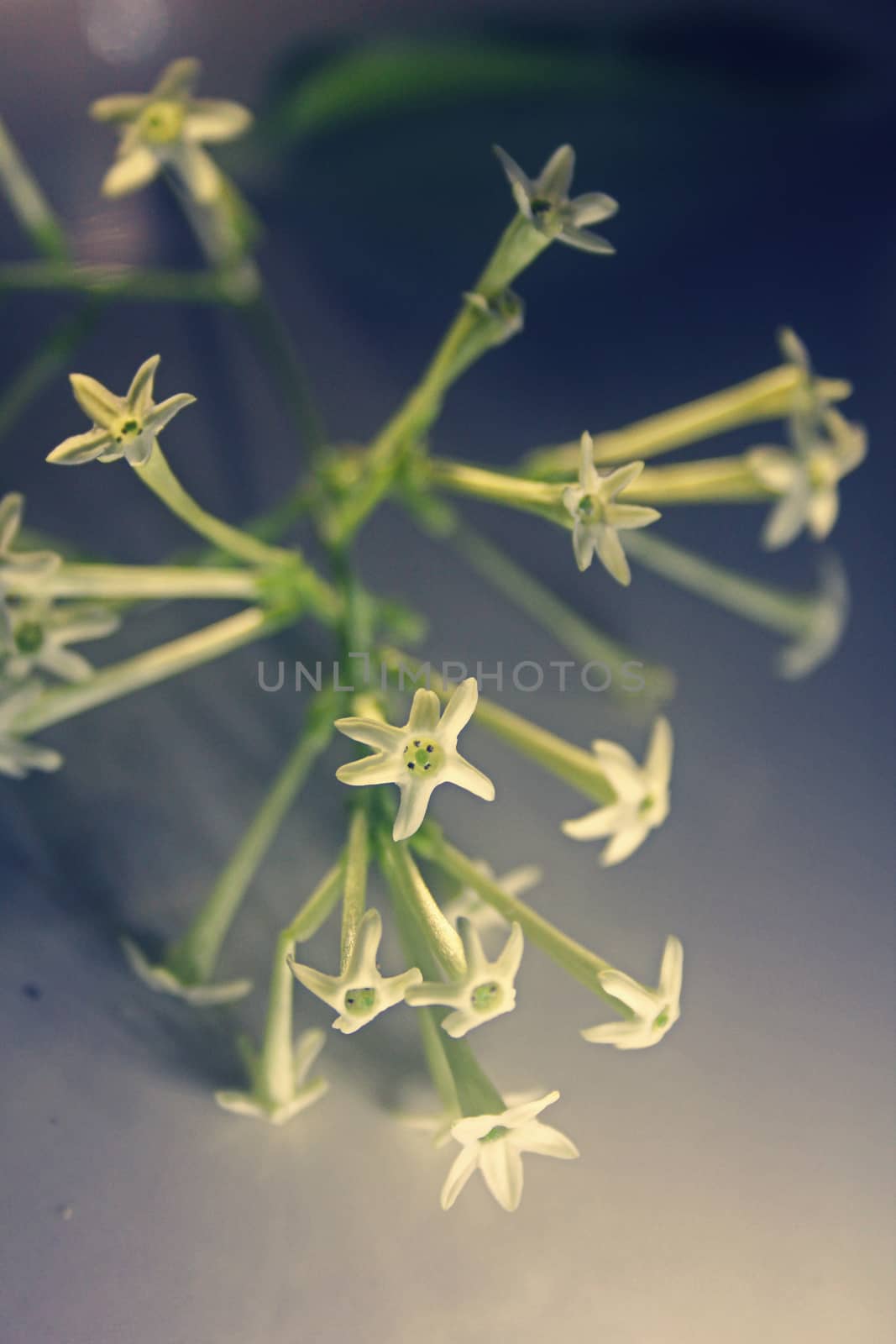 Flowers of Night-blooming cestrum, Night blooming jasmine, Cestrum nocturnum