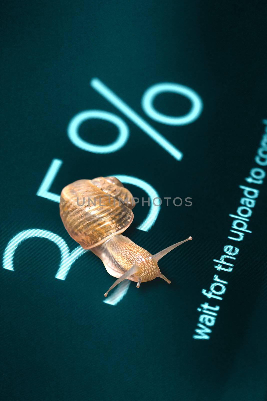 Snail on computer screen 35% data completed by yands