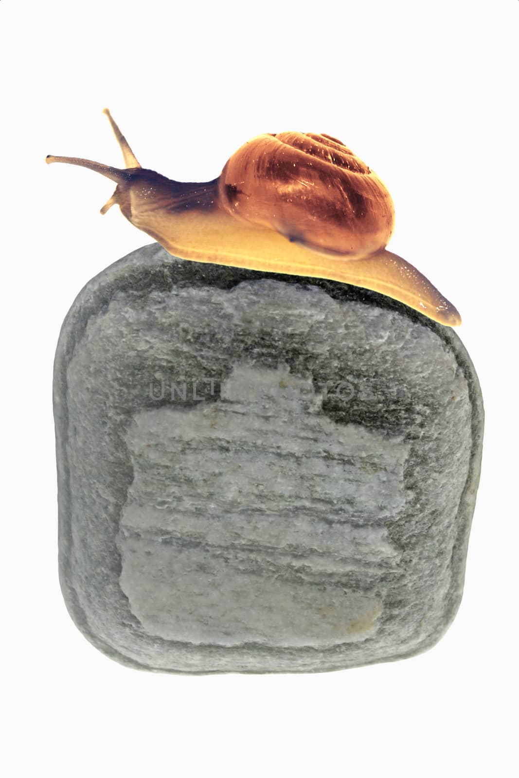 Snail on stone