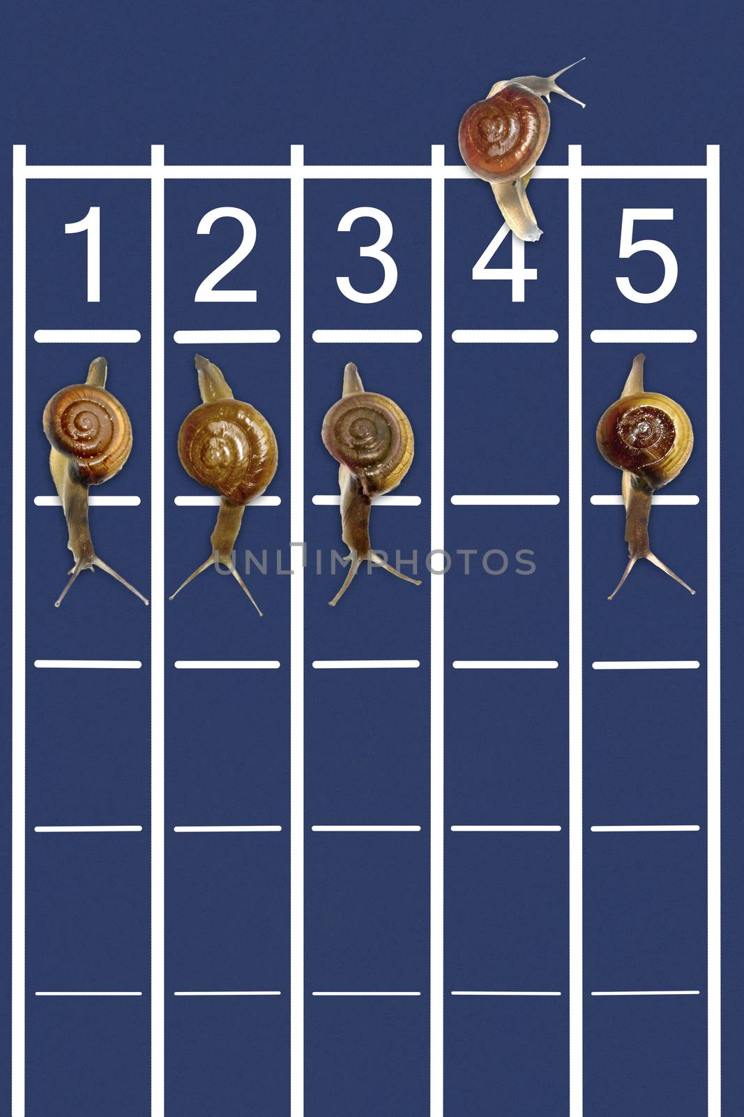 Snails running on track with one snail going backwords  by yands