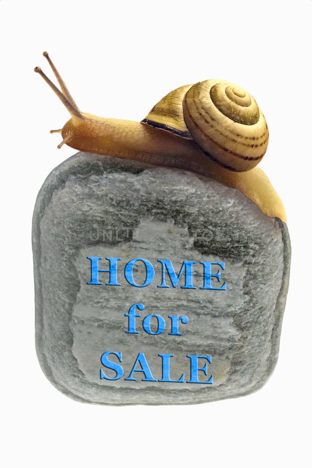 Home For Sale Concept with Zonitoides Nitidus Snail