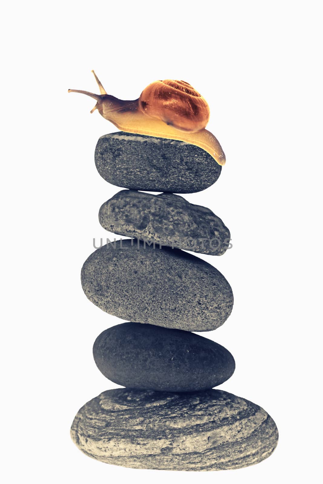 Snail on top of stacked pebbles